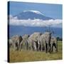 A Herd of Elephants with Mount Kilimanjaro in the Background-Nigel Pavitt-Stretched Canvas
