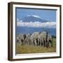 A Herd of Elephants with Mount Kilimanjaro in the Background-Nigel Pavitt-Framed Premium Photographic Print