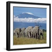 A Herd of Elephants with Mount Kilimanjaro in the Background-Nigel Pavitt-Framed Premium Photographic Print