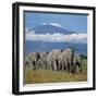 A Herd of Elephants with Mount Kilimanjaro in the Background-Nigel Pavitt-Framed Premium Photographic Print