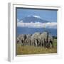 A Herd of Elephants with Mount Kilimanjaro in the Background-Nigel Pavitt-Framed Premium Photographic Print