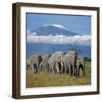 A Herd of Elephants with Mount Kilimanjaro in the Background-Nigel Pavitt-Framed Photographic Print