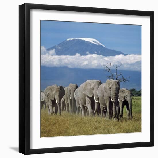 A Herd of Elephants with Mount Kilimanjaro in the Background-Nigel Pavitt-Framed Photographic Print