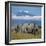 A Herd of Elephants with Mount Kilimanjaro in the Background-Nigel Pavitt-Framed Photographic Print