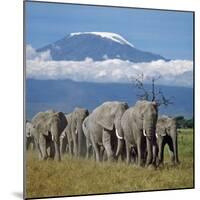 A Herd of Elephants with Mount Kilimanjaro in the Background-Nigel Pavitt-Mounted Photographic Print