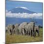 A Herd of Elephants with Mount Kilimanjaro in the Background-Nigel Pavitt-Mounted Photographic Print