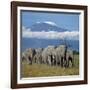 A Herd of Elephants with Mount Kilimanjaro in the Background-Nigel Pavitt-Framed Photographic Print