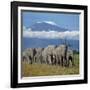 A Herd of Elephants with Mount Kilimanjaro in the Background-Nigel Pavitt-Framed Photographic Print