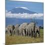 A Herd of Elephants with Mount Kilimanjaro in the Background-Nigel Pavitt-Mounted Photographic Print