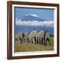 A Herd of Elephants with Mount Kilimanjaro in the Background-Nigel Pavitt-Framed Photographic Print