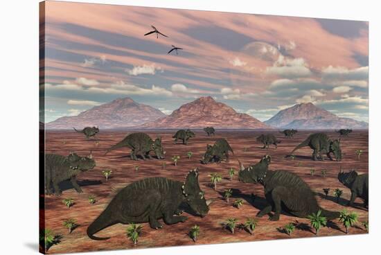 A Herd of Herbivorous Centrosaurus Dinosaurs-null-Stretched Canvas