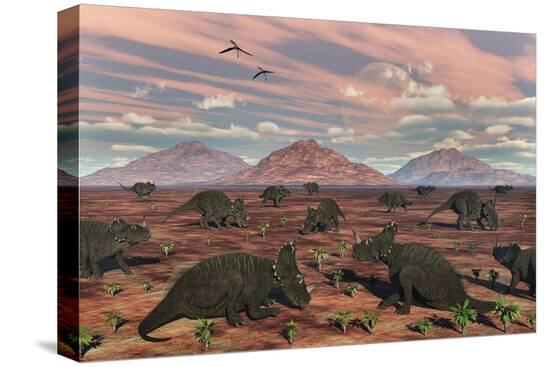 Stretched Canvas Print, , large