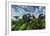 A Herd of Herbivorous Parasaurolophus Dinosaurs Grazing-null-Framed Art Print