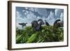 A Herd of Herbivorous Parasaurolophus Dinosaurs Grazing-null-Framed Art Print