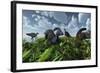 A Herd of Herbivorous Parasaurolophus Dinosaurs Grazing-null-Framed Art Print