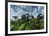 A Herd of Herbivorous Parasaurolophus Dinosaurs Grazing-null-Framed Art Print