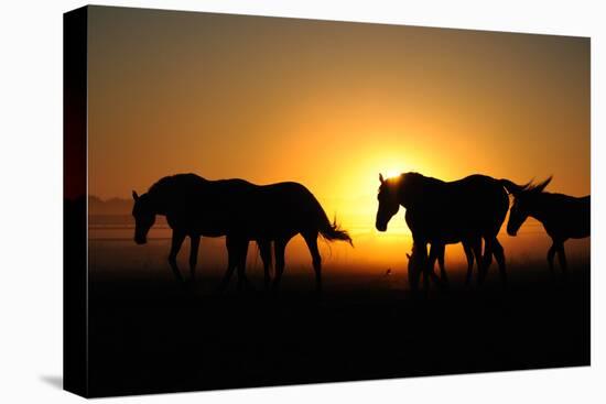 A Herd of Horses at Sunrise.-Tanya Yurkovska-Stretched Canvas