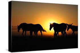 A Herd of Horses at Sunrise.-Tanya Yurkovska-Stretched Canvas