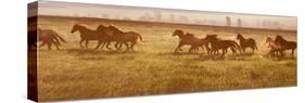 A Herd of Horses at Sunrise.-Tanya Yurkovska-Stretched Canvas