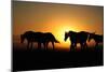 A Herd of Horses at Sunrise.-Tanya Yurkovska-Mounted Photographic Print