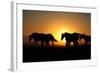 A Herd of Horses at Sunrise.-Tanya Yurkovska-Framed Photographic Print