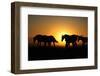 A Herd of Horses at Sunrise.-Tanya Yurkovska-Framed Photographic Print