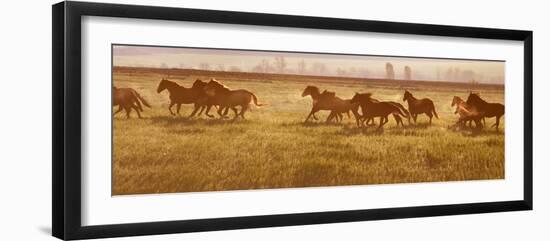 A Herd of Horses at Sunrise.-Tanya Yurkovska-Framed Photographic Print