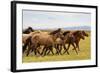 A Herd of Horses in South Gobi Desert, Mongolia., 2018 (Photo)-Ira Block-Framed Giclee Print