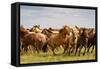 A Herd of Horses in South Gobi Desert, Mongolia., 2018 (Photo)-Ira Block-Framed Stretched Canvas