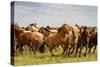 A Herd of Horses in South Gobi Desert, Mongolia., 2018 (Photo)-Ira Block-Stretched Canvas