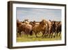 A Herd of Horses in South Gobi Desert, Mongolia., 2018 (Photo)-Ira Block-Framed Giclee Print