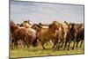 A Herd of Horses in South Gobi Desert, Mongolia., 2018 (Photo)-Ira Block-Mounted Giclee Print