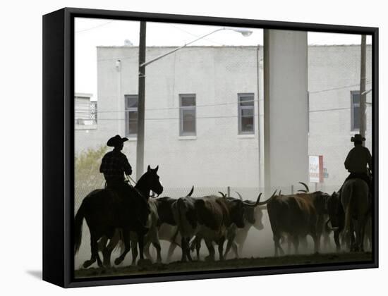 A Herd of Longhorn Cattle is Rounded up to Go Through Downtown Dallas-null-Framed Stretched Canvas