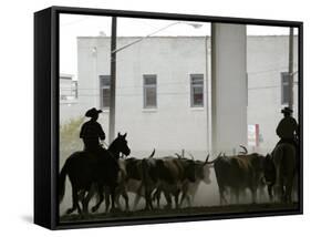 A Herd of Longhorn Cattle is Rounded up to Go Through Downtown Dallas-null-Framed Stretched Canvas