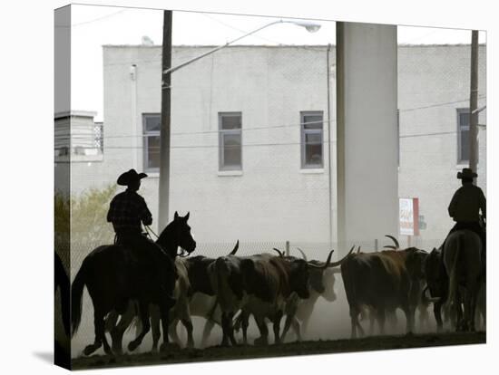 A Herd of Longhorn Cattle is Rounded up to Go Through Downtown Dallas-null-Stretched Canvas