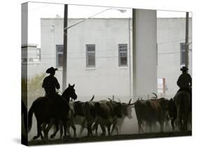 A Herd of Longhorn Cattle is Rounded up to Go Through Downtown Dallas-null-Stretched Canvas