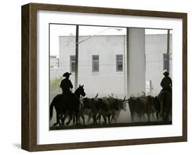 A Herd of Longhorn Cattle is Rounded up to Go Through Downtown Dallas-null-Framed Premium Photographic Print