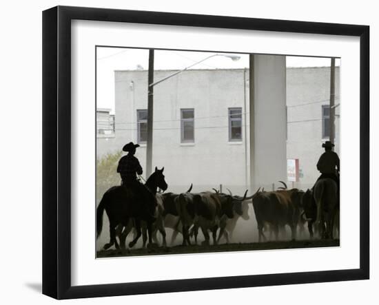 A Herd of Longhorn Cattle is Rounded up to Go Through Downtown Dallas-null-Framed Premium Photographic Print