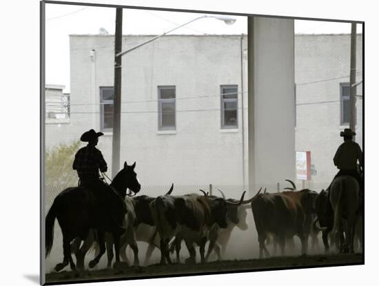 A Herd of Longhorn Cattle is Rounded up to Go Through Downtown Dallas-null-Mounted Premium Photographic Print