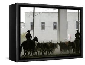 A Herd of Longhorn Cattle is Rounded up to Go Through Downtown Dallas-null-Framed Stretched Canvas