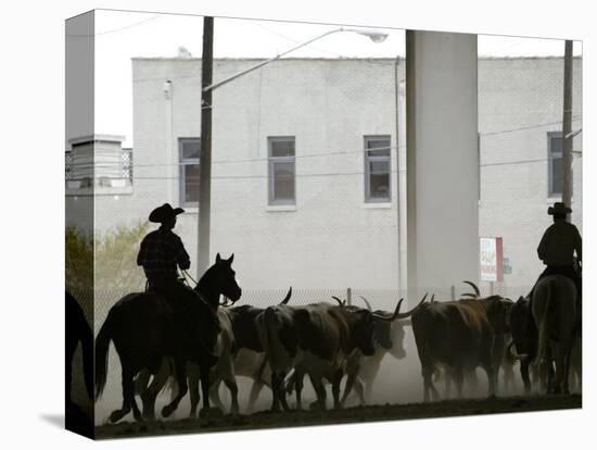 A Herd of Longhorn Cattle is Rounded up to Go Through Downtown Dallas-null-Stretched Canvas