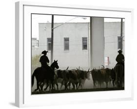 A Herd of Longhorn Cattle is Rounded up to Go Through Downtown Dallas-null-Framed Photographic Print