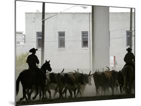 A Herd of Longhorn Cattle is Rounded up to Go Through Downtown Dallas-null-Mounted Photographic Print