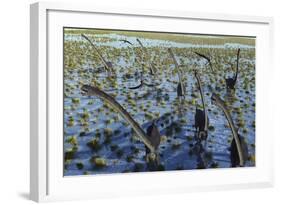 A Herd of Omeisaurus Dinosaurs on the Move-null-Framed Art Print