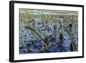 A Herd of Omeisaurus Dinosaurs on the Move-null-Framed Art Print