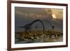 A Herd of Omeisaurus Sauropod Dinosaurs Grazing-null-Framed Art Print