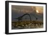 A Herd of Omeisaurus Sauropod Dinosaurs Grazing-null-Framed Art Print