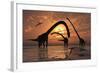 A Herd of Omeisaurus Sauropod Dinosaurs in Shallow Water-null-Framed Art Print