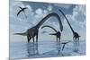 A Herd of Omeisaurus Sauropod Dinosaurs in Shallow Water-null-Mounted Art Print