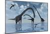 A Herd of Omeisaurus Sauropod Dinosaurs in Shallow Water-null-Mounted Premium Giclee Print
